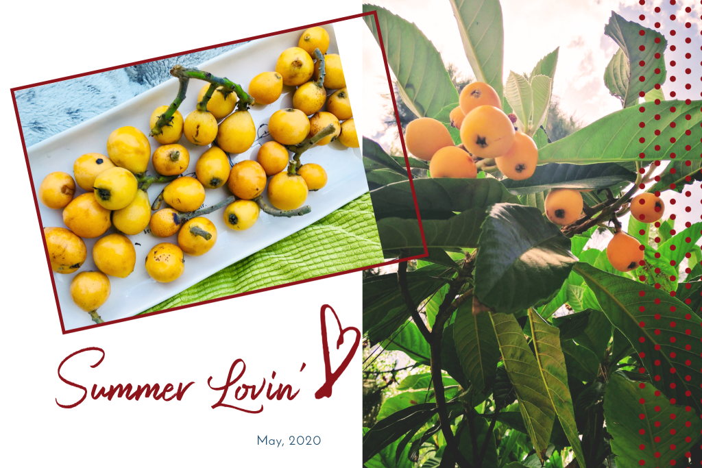Generosity from the loquat trees