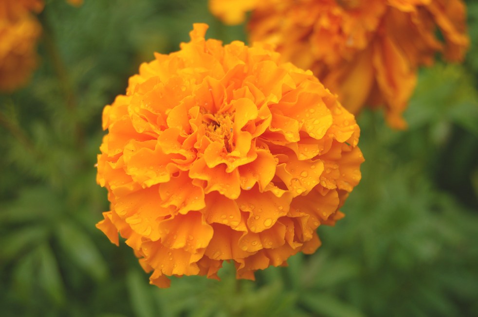 Marigold