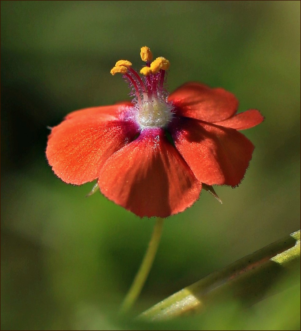 the waning scarlet pimpernel