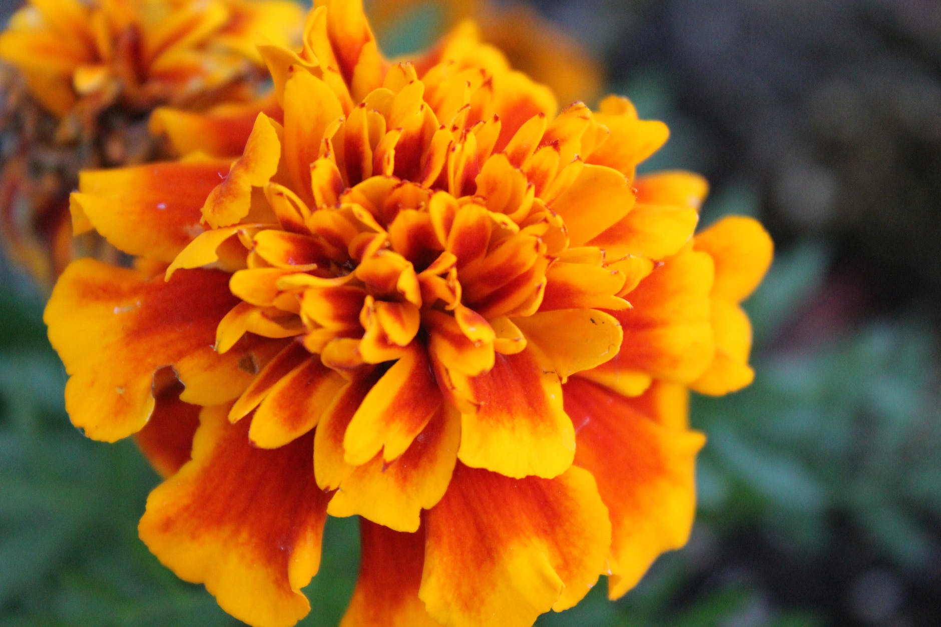 Yellow marigold